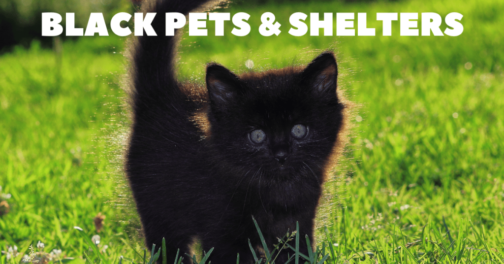 kitten sitting katy tx