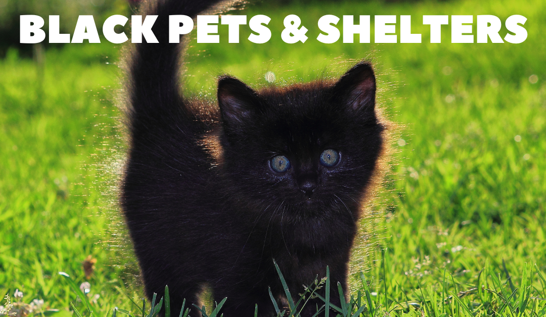 Why Black Cats & Dogs Are Overlooked in Shelters
