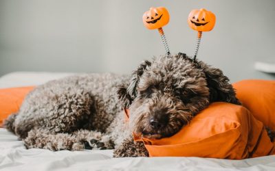 Pet-Friendly Halloween Near Katy and Houston