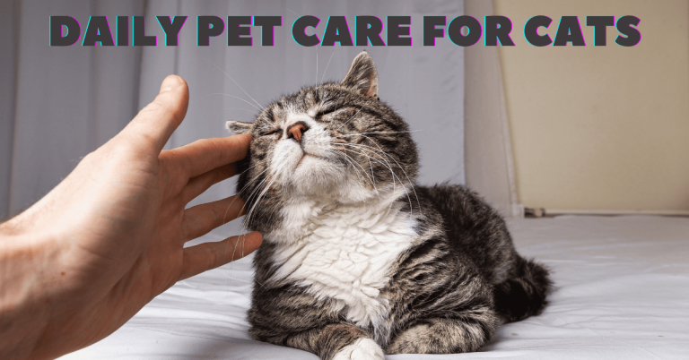 cat sitter west houston