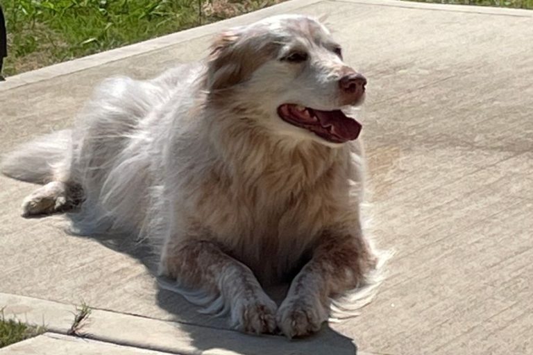 Pet Sitting vs. Boarding