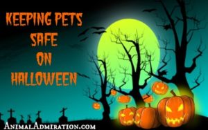 Keeping Pets Safe on Halloween