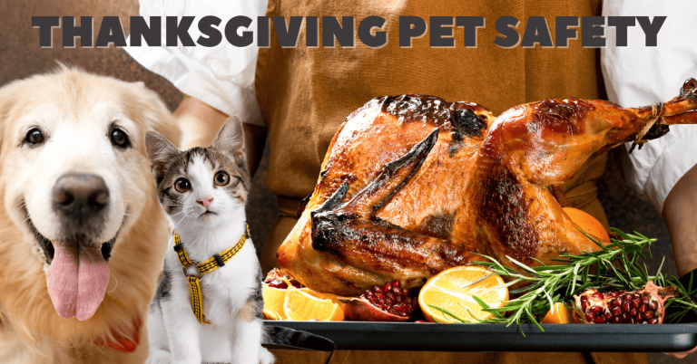 thanksgiving pet safety
