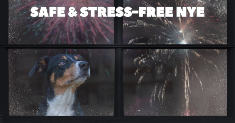 DOG FIREWORK KATY TX