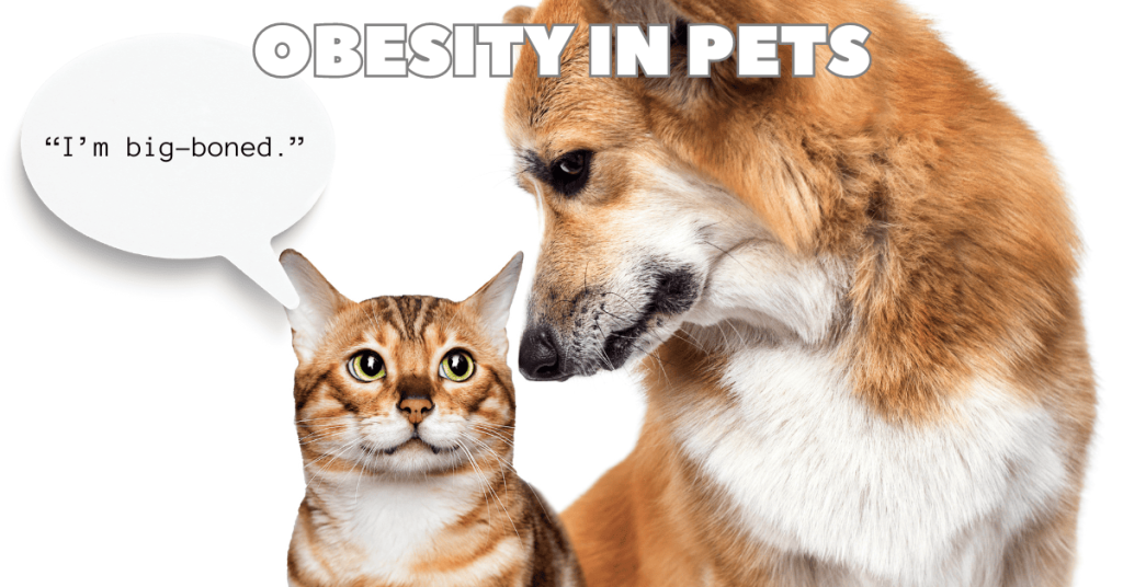 cat pet obesity