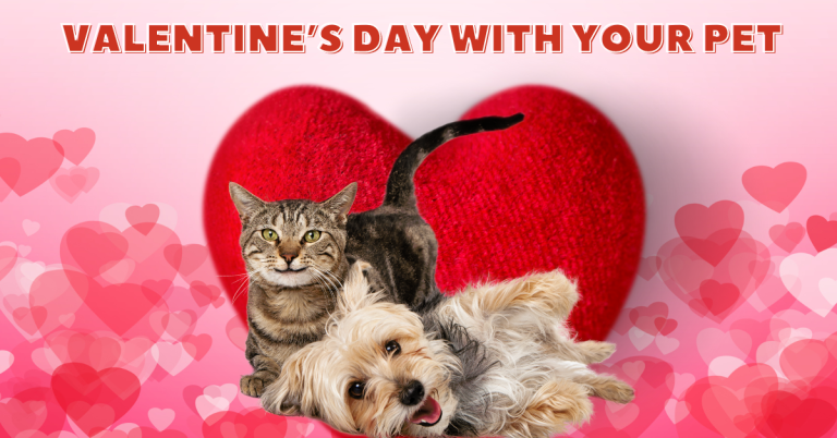 dog cat sitting katy, tx