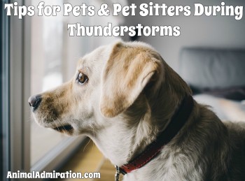 Tips for Pets & Pet Sitters During Thunderstorms