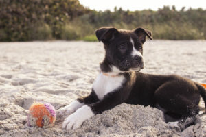 Safety Tips for Taking Your Dog to the Beach