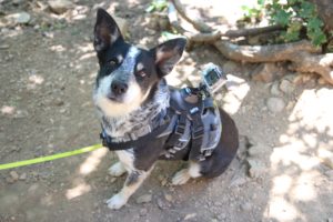 Best Hiking and Walking Trails with Your Dog Near Katy, Texas