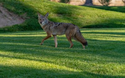 Keeping your Dog Safe from Coyote Attacks in Katy, Texas