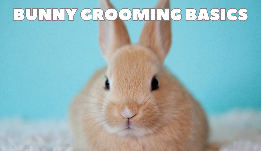 Bunny Grooming Basics
