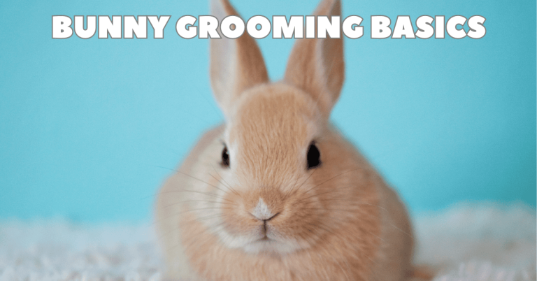 bunny rabbit pet sitter