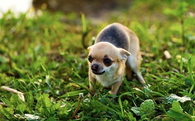 You CAN Reduce Anxiety in your Dogs