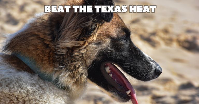 dog sitting katy texas