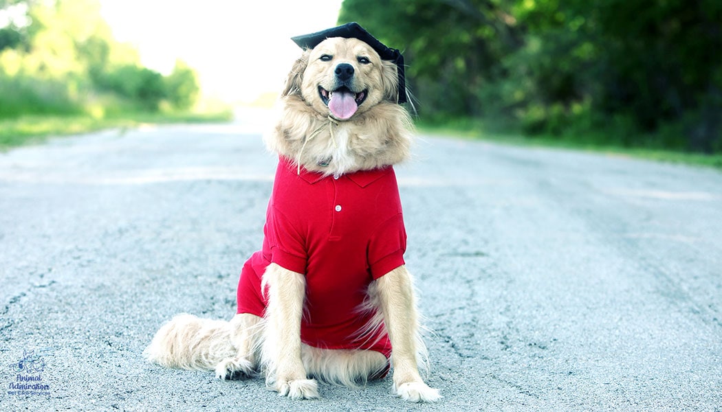 Graduation: How to include your pet in the festivities
