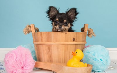 The Best Shampoo for Dogs