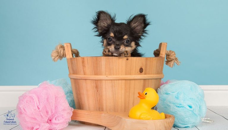 The Best Shampoo for Dogs