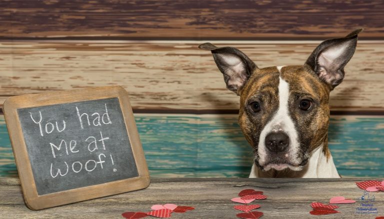 Valentine’s Day Gifts for Dogs