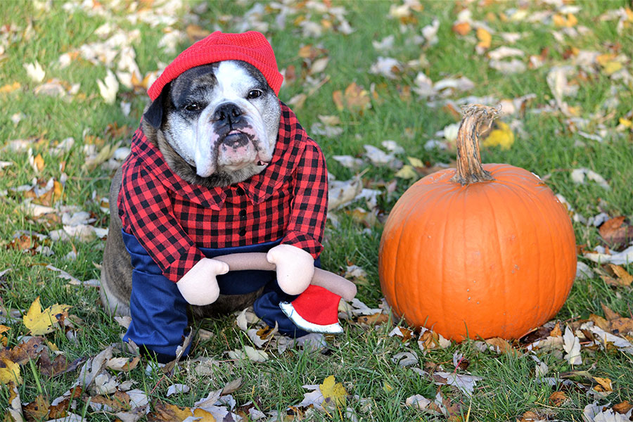 DIY Halloween Costumes for Pets