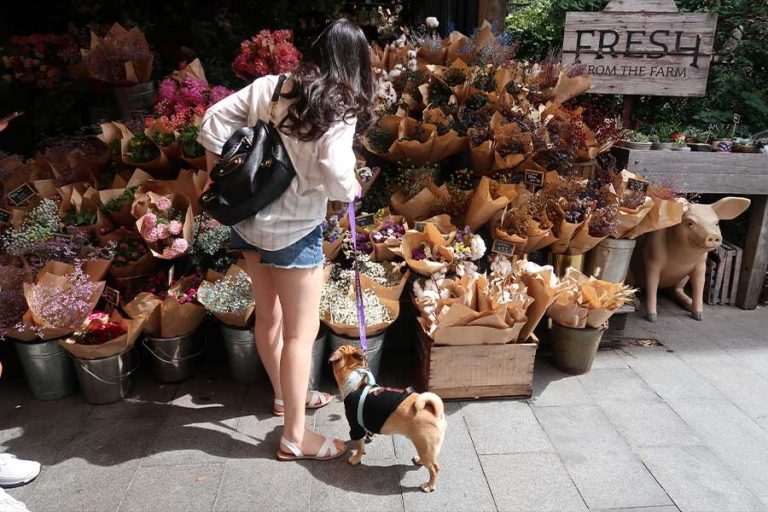 Pet-Friendly Fall Activities Near Katy