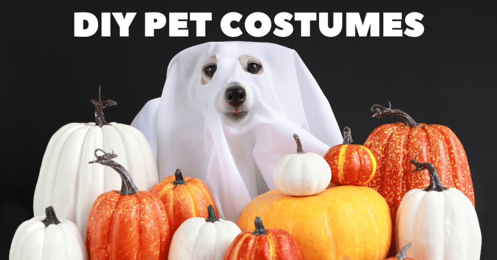 pet costumes dogs katy, tx