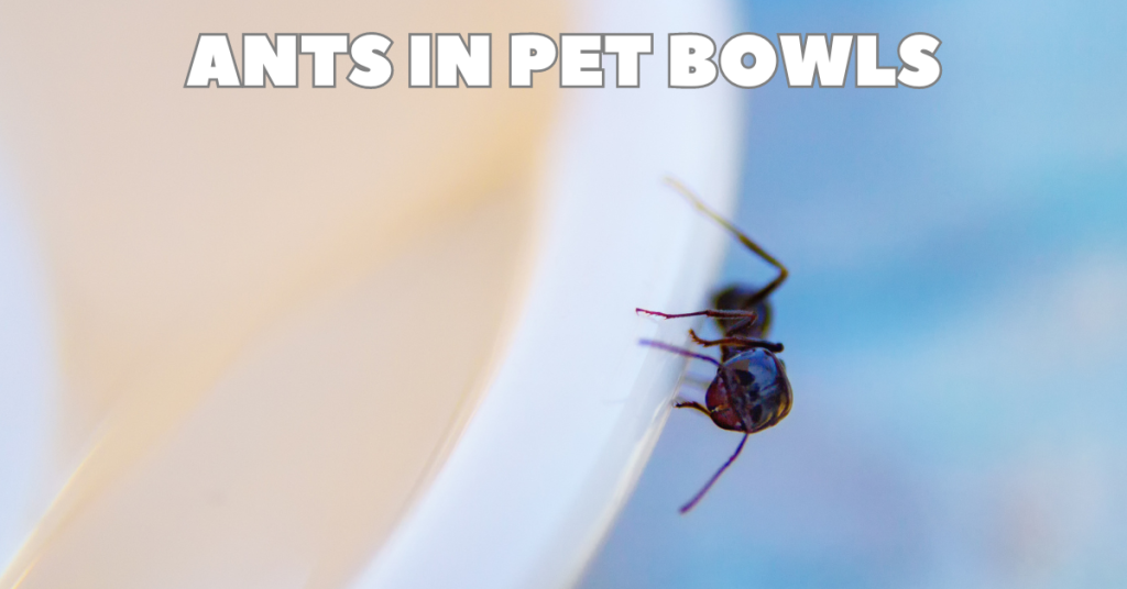pet tips katy texas