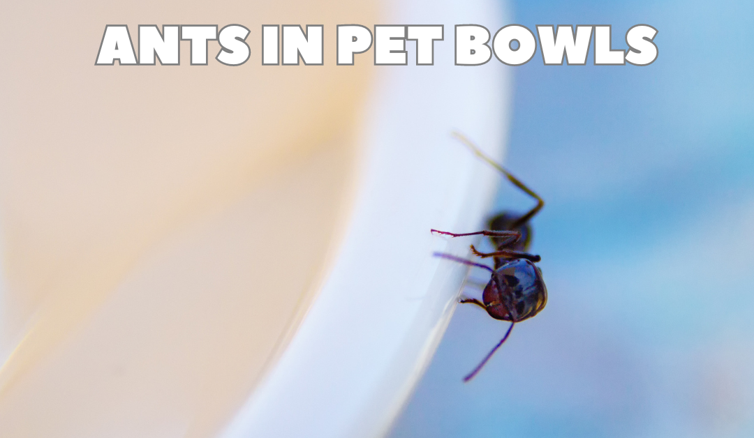 5 Ways to Keep Ants Out of Your Pet’s Food Bowl