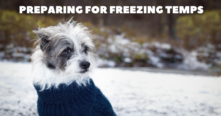 dog sitting dog sitter katy fulshear west houston