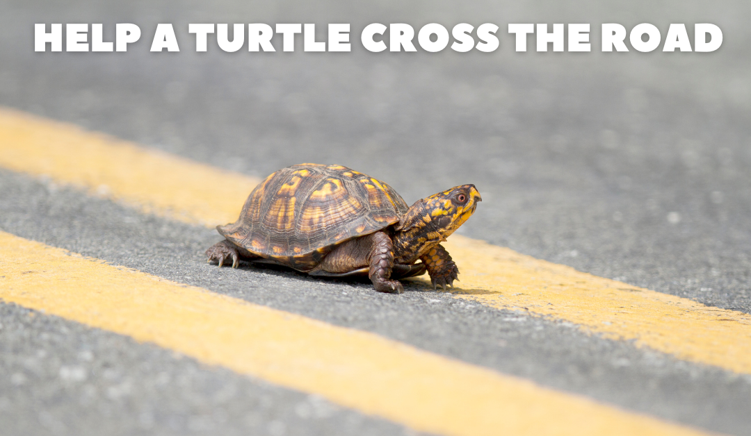 How to Help a Turtle Cross the Road