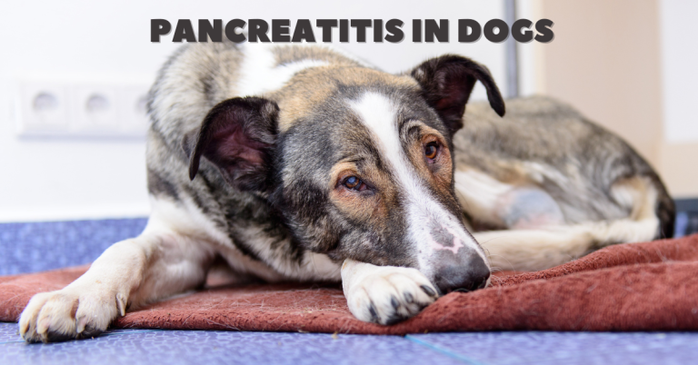 dog sitting katy texas