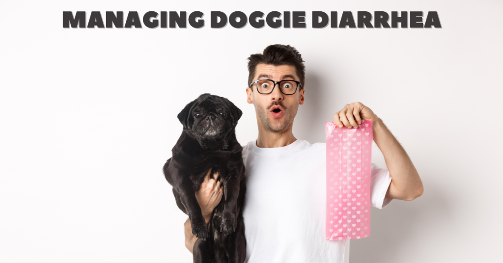 dog with diarrhea katy