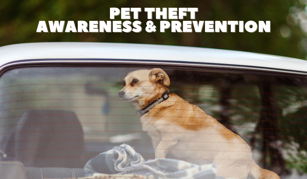 National Pet Theft Awareness Day & How To Protect Pets