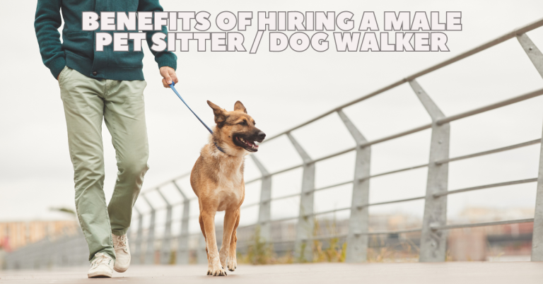 Dog walker katy texas