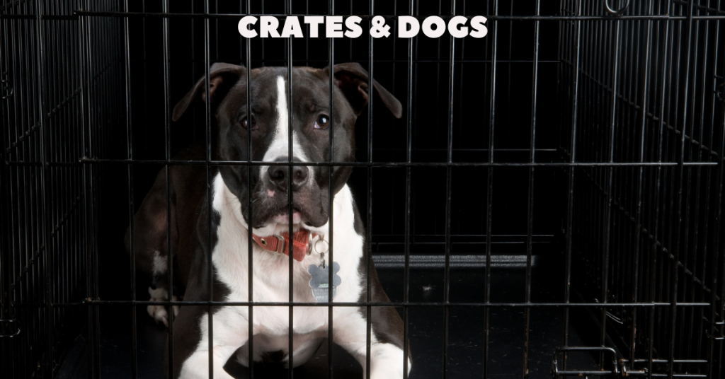 dog crate training katy