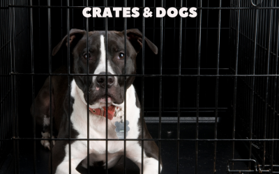 dog crate training katy