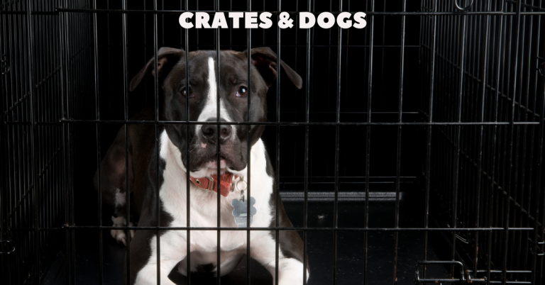 dog crate training katy