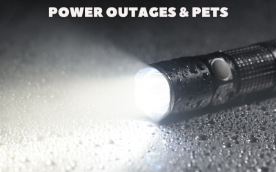 power outage pets katy