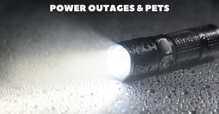 power outage pets katy