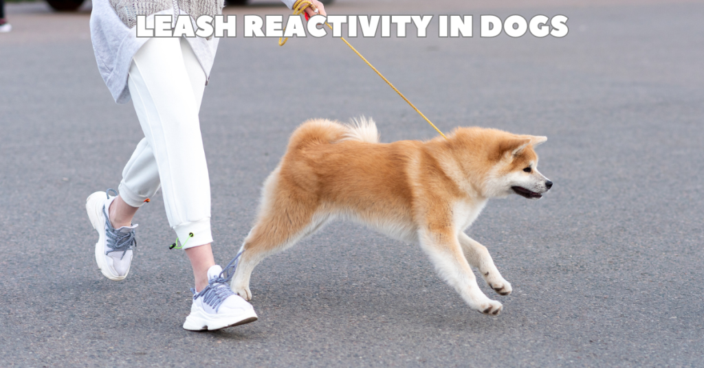 dog walking katy texas