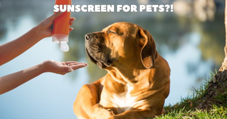 dog walker west houston