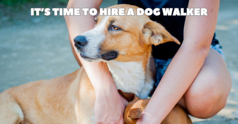 dog enjoying pets from his dog walker