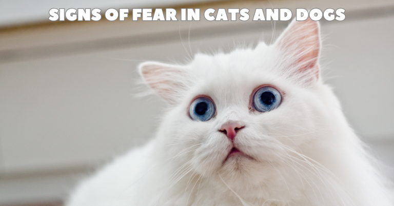 fearful cat katy texas