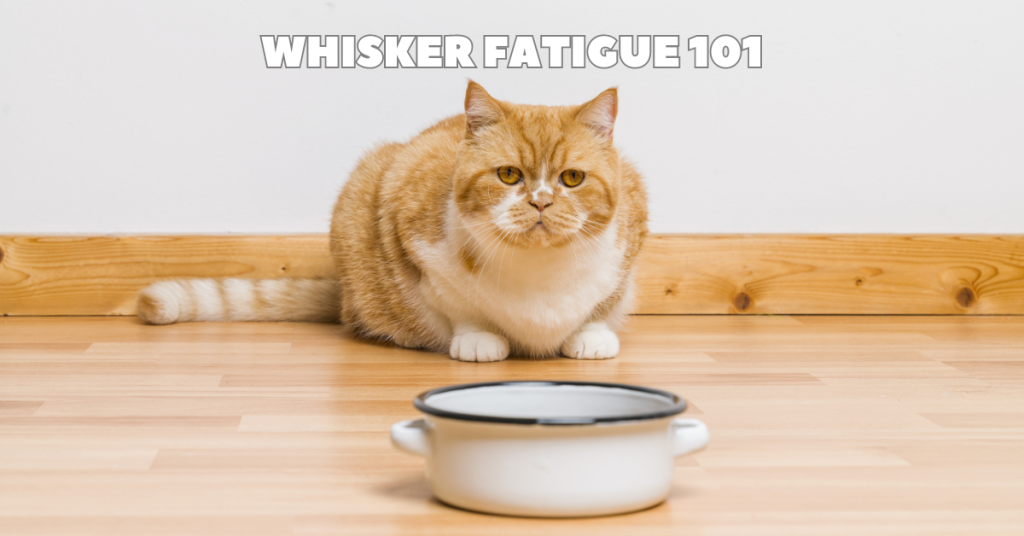 cat with bowl katy texas cat sitting