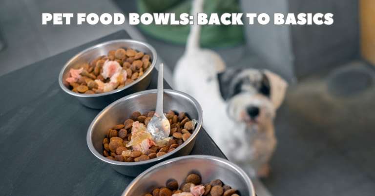 pet sitter feeding dog in houston katy