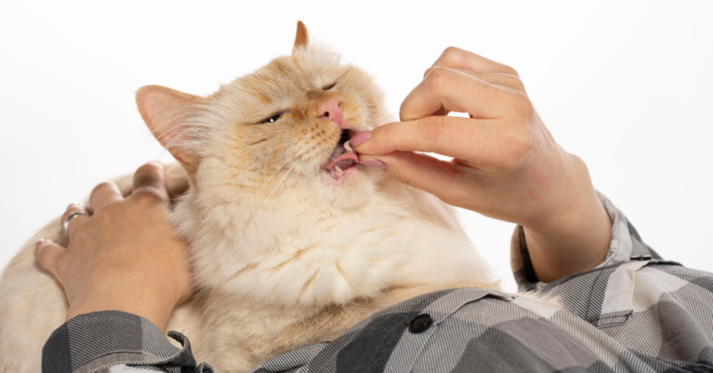 medicating cats houston texas pet sitter