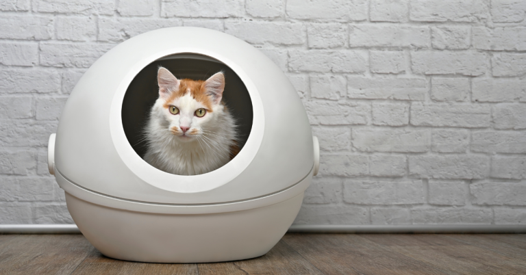 cat using a self-cleaning litter box
