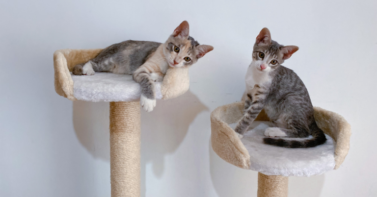 cats on cat tree houston texas animal admiration pet care