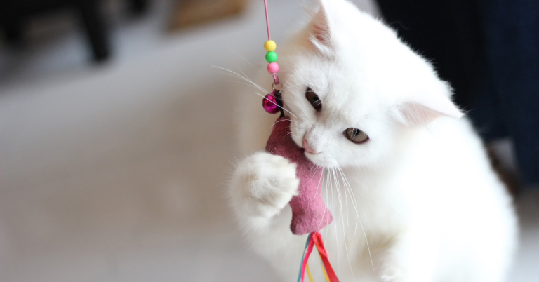 cat playing with toy houston katy fulshear animal admiration cat sitting