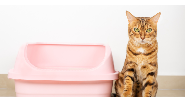 Litter Box Basics for Cat Parents