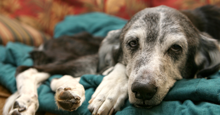 dog in hospice care houston katy texas